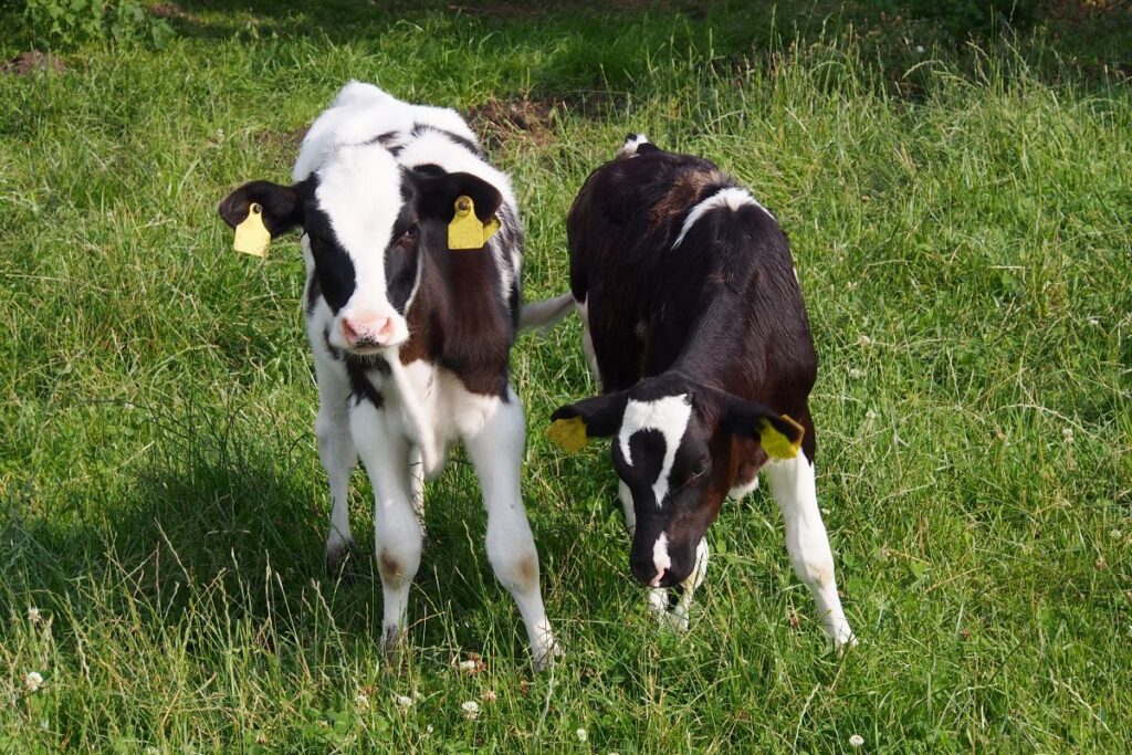 Young calves grazing – risk of cobalt deficiency in calves at pasture