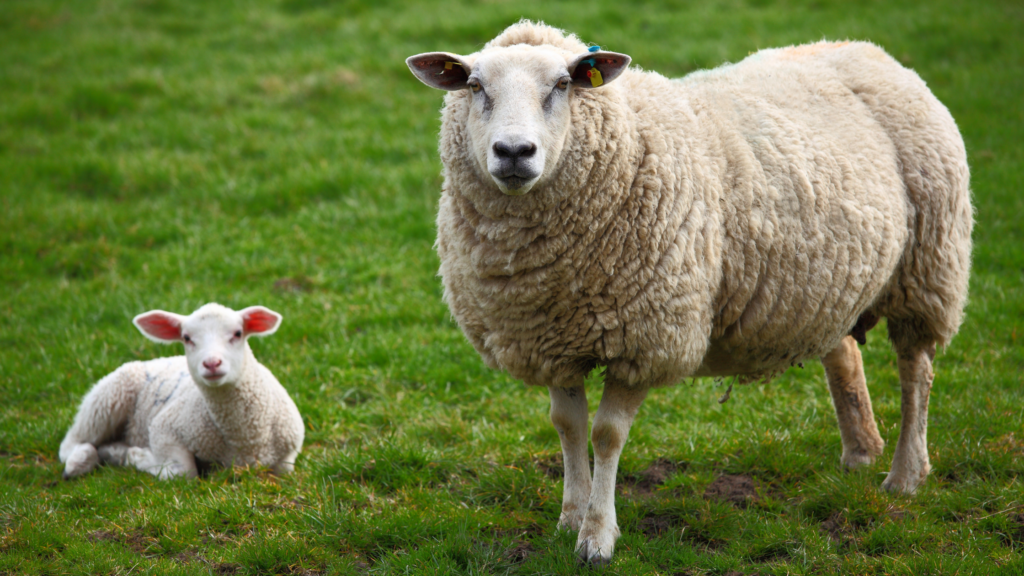 Ewe and newborn lamb in field — protected fat supplement for ewes supports lamb vigour and colostrum quality