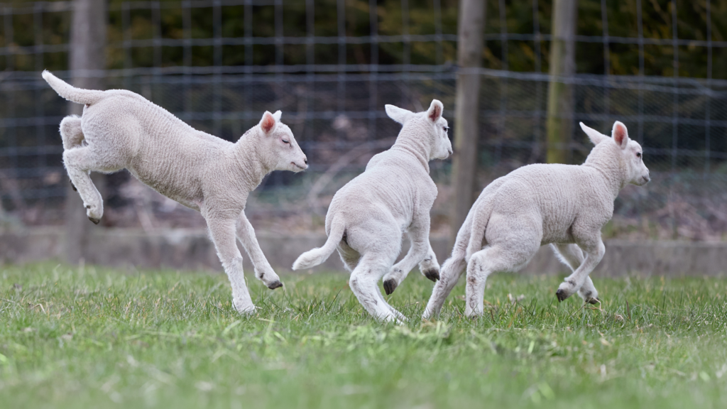 Lambs playing in a field after receiving high-quality colostrum from well-nourished ewes.