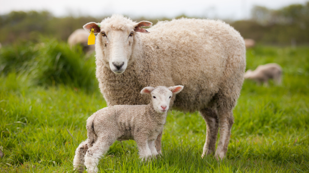 Ewe and newborn lamb in a field, highlighting the importance of colostrum for early immunity and healthy lamb development.