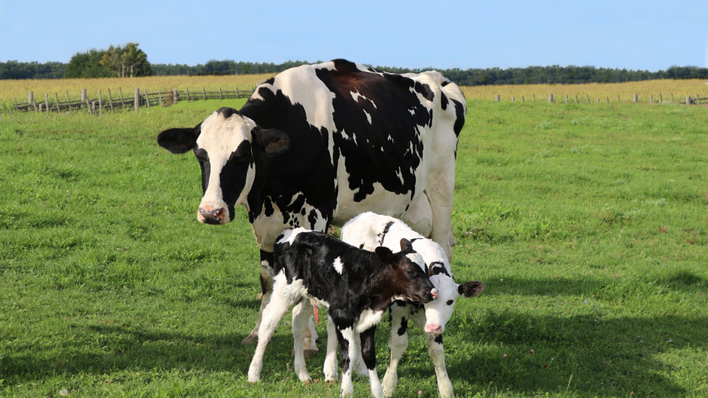 Dairy cow with newborn calves illustrating the importance of pre-calving mineral nutrition for cow health and calf immunity.