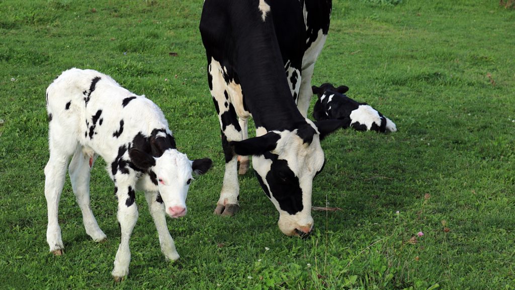 Dry cow grazing with healthy calves, illustrating how nutrition and vaccination support calf immunity.